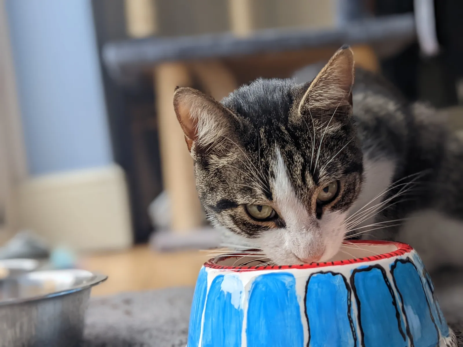 cattery alternative near me-min
