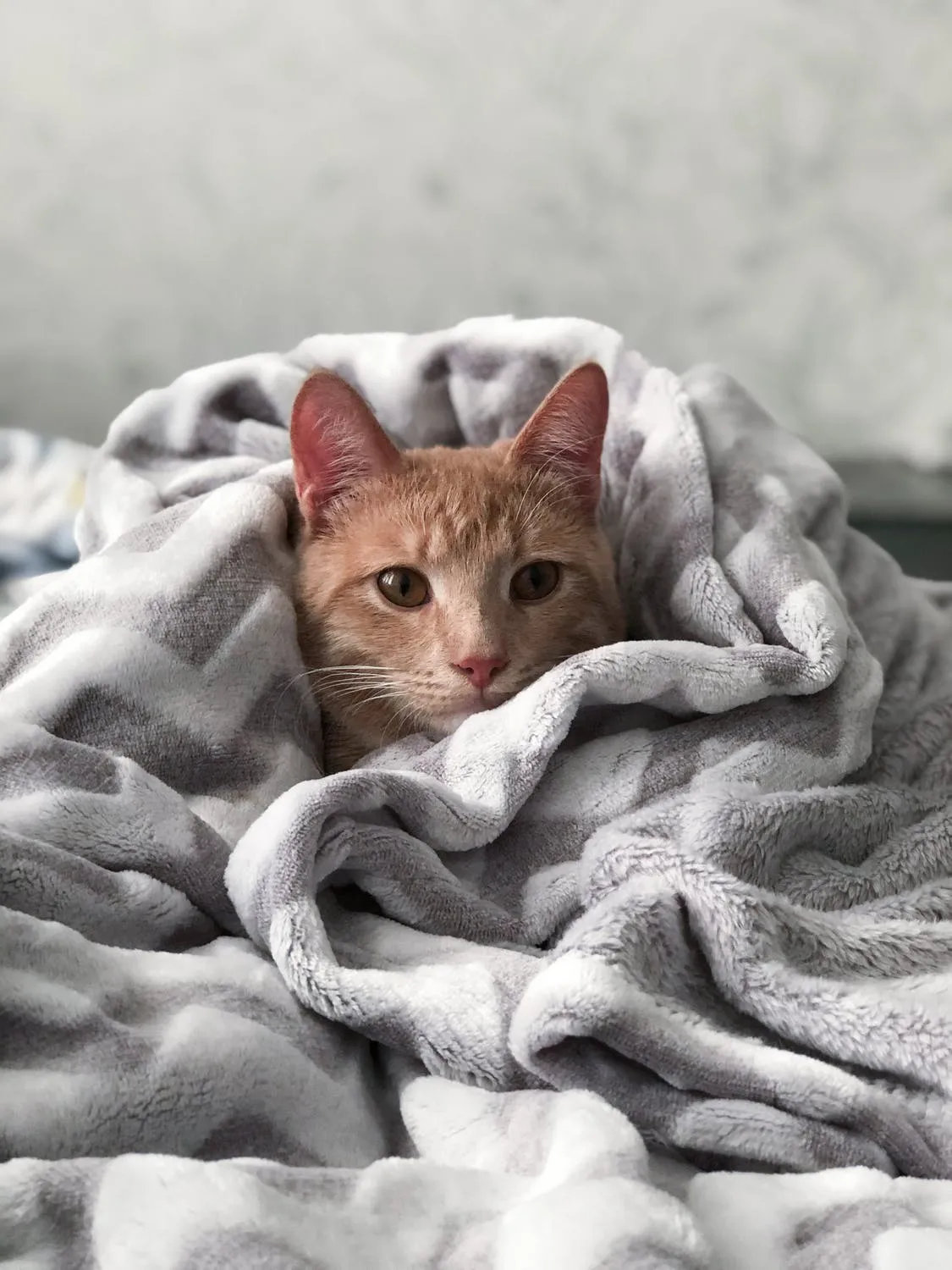 pet sitting haslington