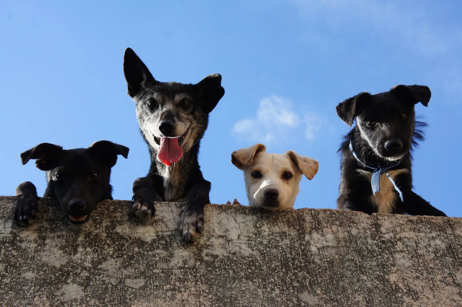 pet services haslington