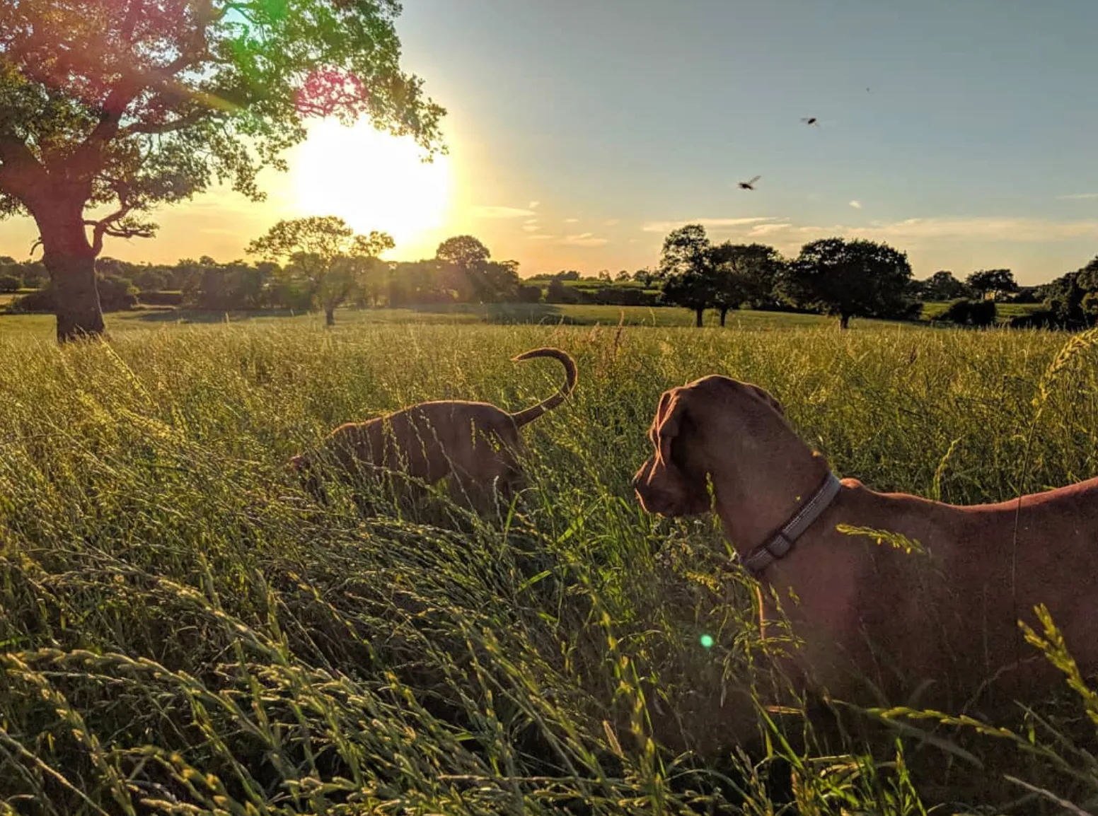 dog walkers haslington pac
